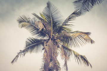 Fototapeta na wymiar Stand alone coconut tree