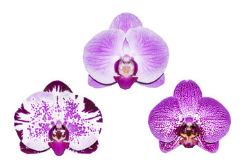 Set of orchis flowers isolated on white background 