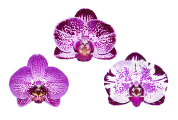 Set of orchis flowers isolated on white background 