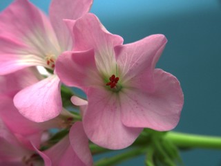 Obraz na płótnie Canvas Buds of flowers geranium. The petals are pink. Houseplant.