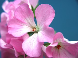 Fototapeta na wymiar Buds of flowers geranium. The petals are pink. Houseplant.