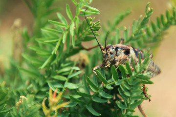 a locust