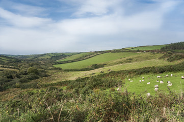 Irish sheep grazing