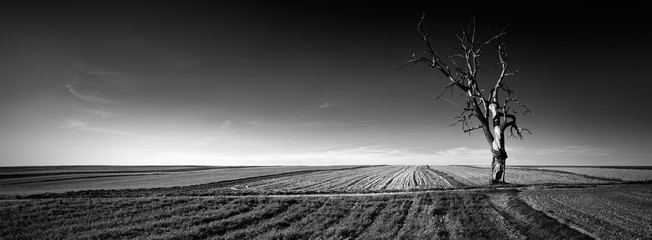Panoramic view of alone tree on the field.