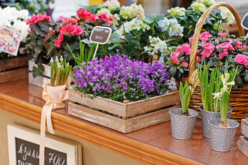 Fototapeta na wymiar Different beautiful flowers in wooden boxes and flower pots at market