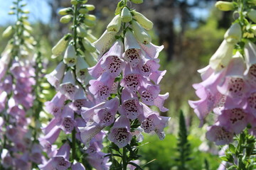 a close up of purple foxglove flowers © Evan