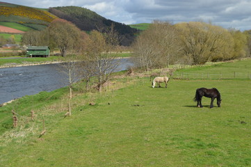 Horses on banks of River Tweed, Melrose, Scotland