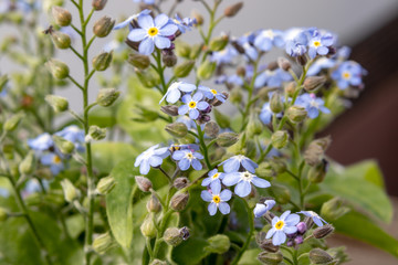 Blue purple forget-me-not flowers with lots of green blurry fill reason