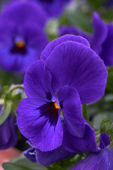 Fototapeta na wymiar violet horned pansy