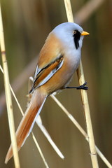 Beraded tit male in natural habitat. Male Bearded Tit  perched on reeds. 