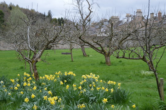 Ancient Orchard, Priorwood Gardens, Melrose