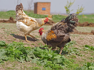 chicken and rooster walk freely in the meadow