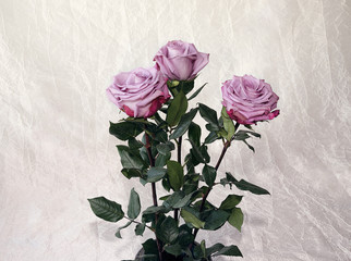 roses of gray, lilac, varietal.