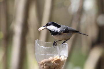 coal tit with a peanut in its beak.....