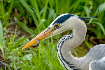 Graureiher mit einem Fisch(Ardea cinerea)