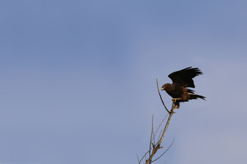 The steppe eagle on the background of blue sky is balances on a branch...