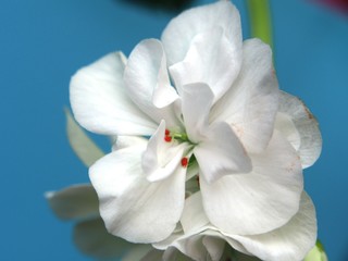 Naklejka na ściany i meble Buds of flowers geranium. The petals are white. Houseplant.