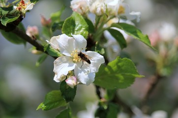 Biene auf der Blüte