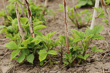 The young raspberries sprout out. Young raspberry leaves in the garden