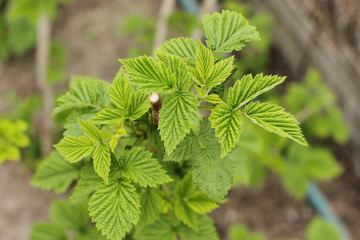 The young raspberries sprout out. Young raspberry leaves in the garden