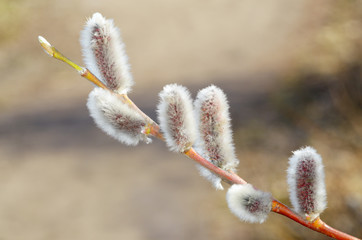 The furry buds of pussy willow.