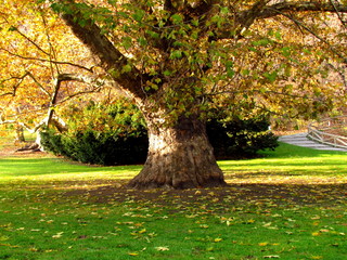Autumn mood in the city park, a huge old tree with golden leaves