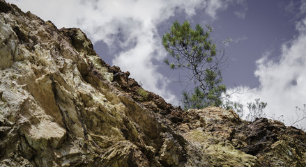 Árbol sobre la montaña de minerales