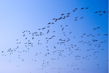 Obraz premium ptaki wędrowne