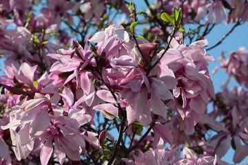 magnolia tree blossoming at spring