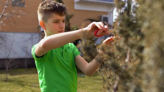 Teenager cut dried branches of tree in the garden