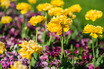 Fototapeta premium Summer flower sedd bed in a colorful garden with lawn
