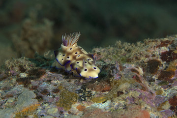 Nudibranch Hypselodoris tryoni. Picture was taken in the Banda sea, Ambon, West Papua, Indonesia