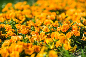 Summer flower sedd bed in a colorful garden with lawn