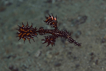 Obraz na płótnie Canvas Harlequin ghost pipefish (Solenostomus paradoxus). Picture was taken in the Banda sea, Ambon, West Papua, Indonesia