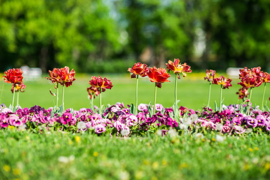 Summer flower sedd bed in a colorful garden with lawn