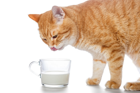 Red Cat Drinking Milk With