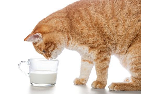 Red cat drinking milk