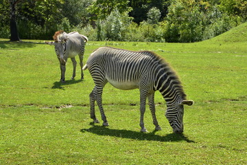 Fototapeta na wymiar The Grevy's zebra (Equus grevyi) saves green grass