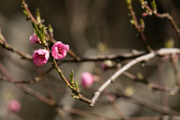 Peach Blossoms in Sun