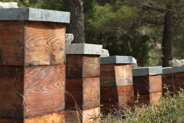 Fototapeta premium ruche d'abeilles