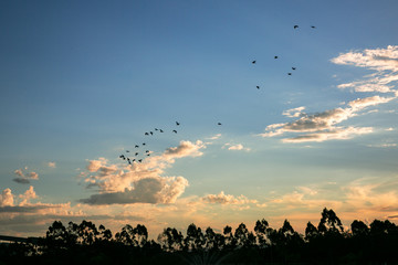 Fototapeta na wymiar Birds returning to their nests at sunset