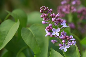 Delicate fresh blue and purple lilac flowers growing in May in a garden, springtime, green leaves, bright colors, blurry background, Syringa vulgaris