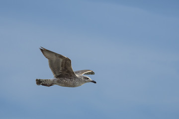 seagull in flight with wings spread out