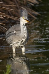 Junger Graureiher im Wasser 4