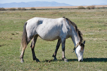 White wild horse eating weed or grass. White horse in wide farm area. Background is landscape.
