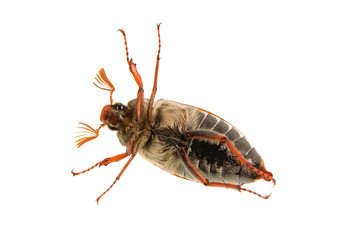 Cockchafer (Melolontha melolontha) on a white background