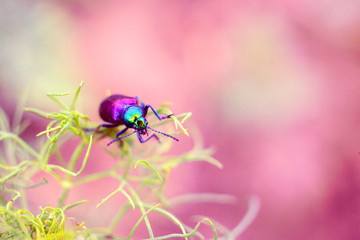 Blurred photos of old style with soft pattern. Beetle of golden bronze on plant. There is space for copying text. Floral wallpaper on your desktop. Romantic soft focus for gentle artistic image