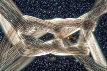 Nylon fibers under the microscope and in polarized light.