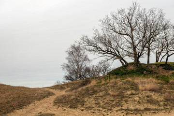 Bare trees on the top of a dune
