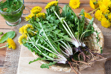 Whole dandelion plants with roots in a basket - obrazy, fototapety, plakaty